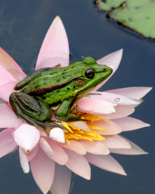 Frog On Pink Water Lily Background for 240x320