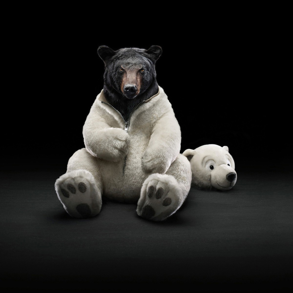 Fondo de pantalla Polar Bear 1024x1024