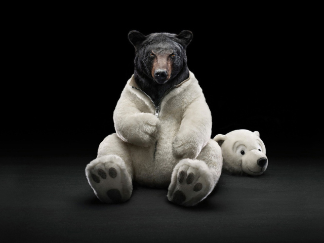 Fondo de pantalla Polar Bear 640x480