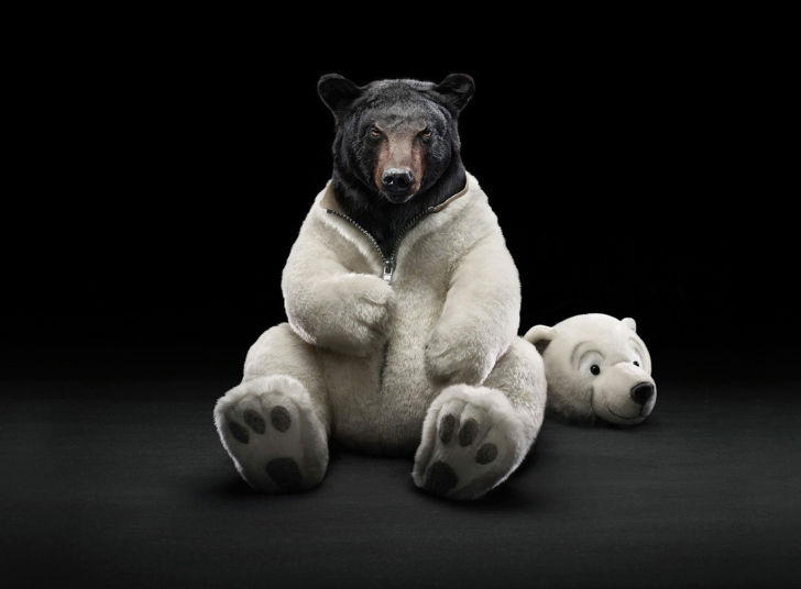 Fondo de pantalla Polar Bear