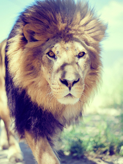 Fondo de pantalla Lion 240x320