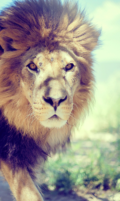 Das Lion Wallpaper 480x800