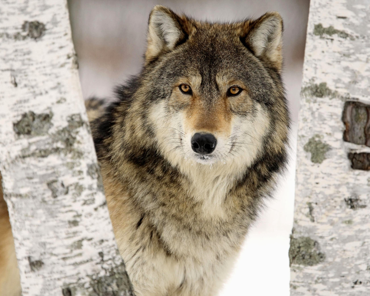 Обои Wolf in Midwestern United States 1280x1024