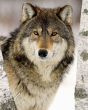 Das Wolf in Midwestern United States Wallpaper 128x160