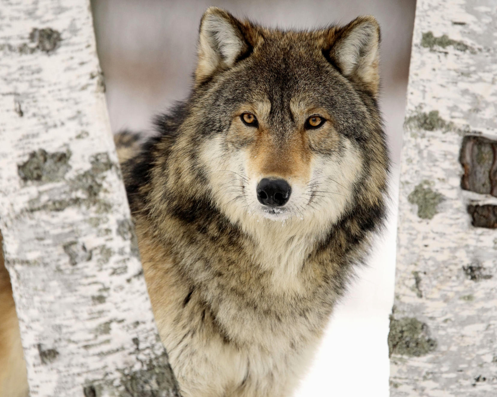Das Wolf in Midwestern United States Wallpaper 1600x1280