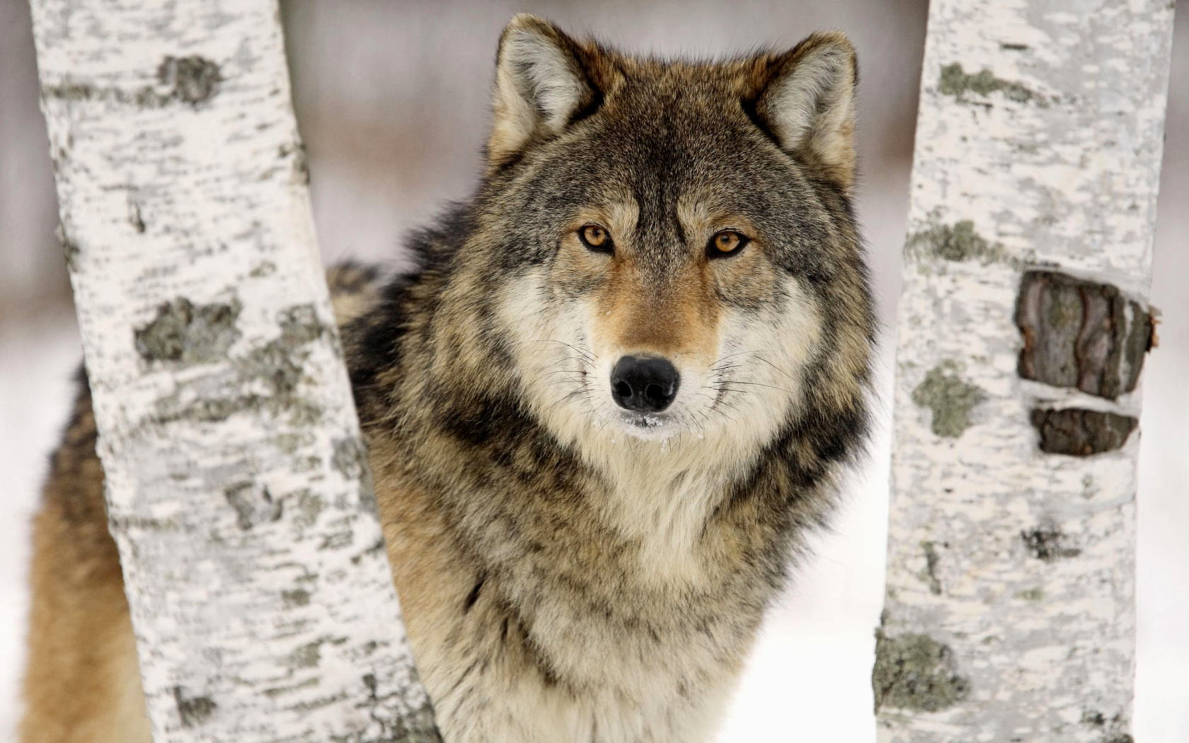 Das Wolf in Midwestern United States Wallpaper 1680x1050