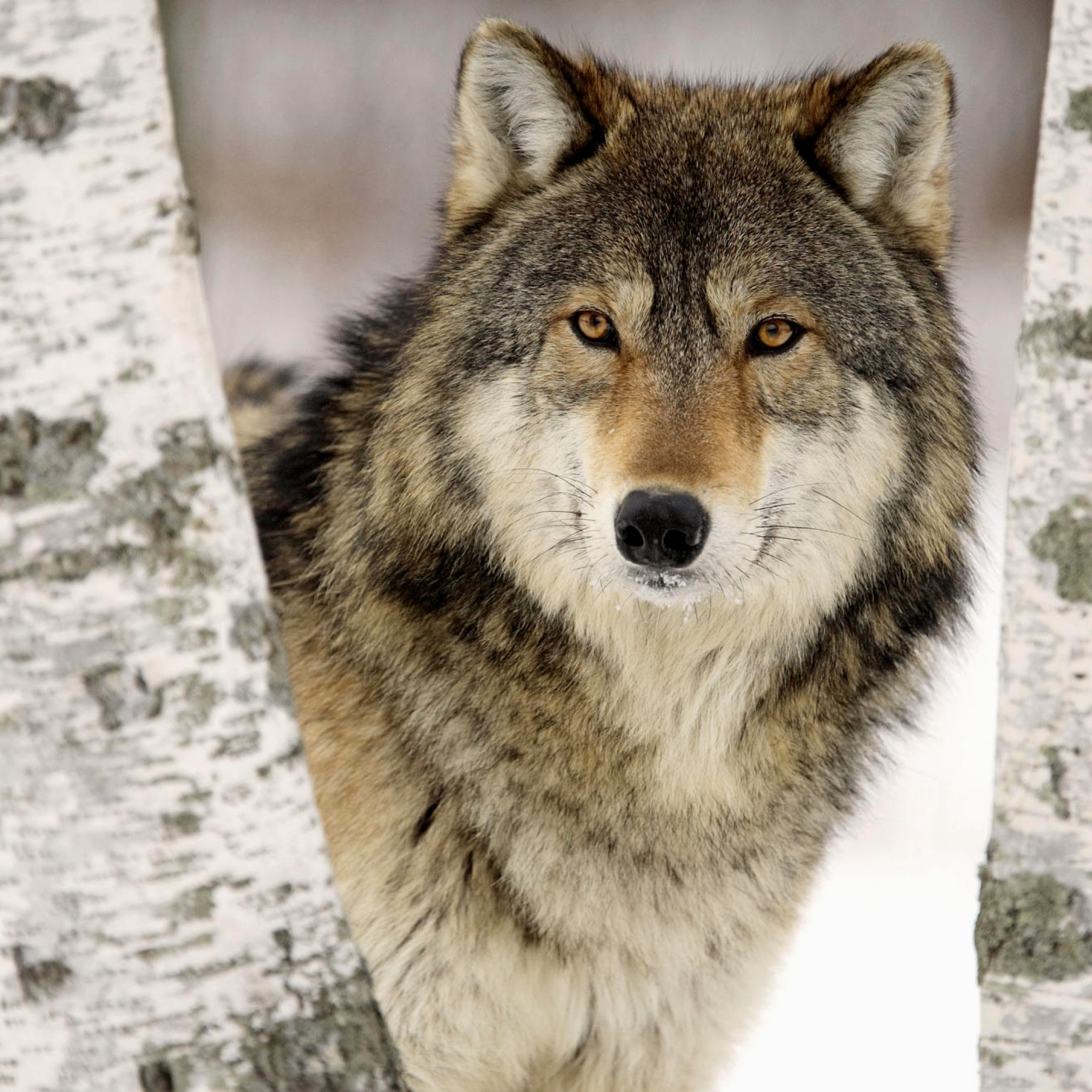 Sfondi Wolf in Midwestern United States 2048x2048