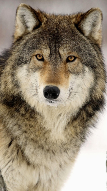 Das Wolf in Midwestern United States Wallpaper 360x640