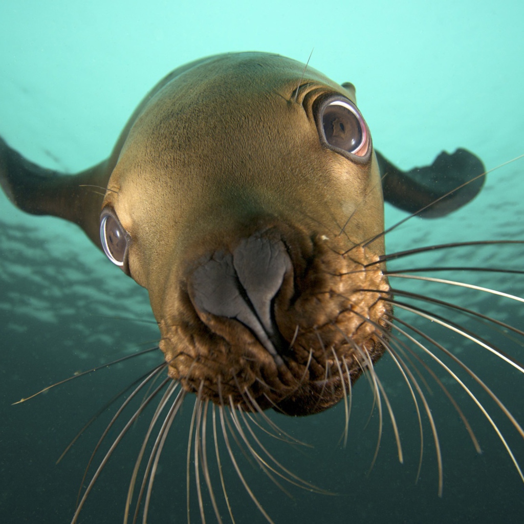 Seal Close Up wallpaper 1024x1024