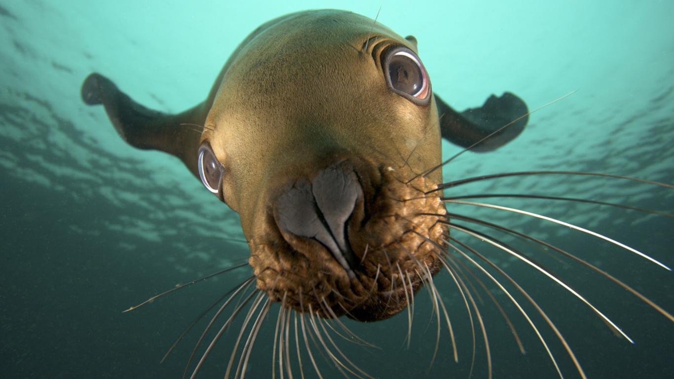 Seal Close Up wallpaper 1366x768