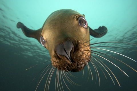 Seal Close Up screenshot #1 480x320