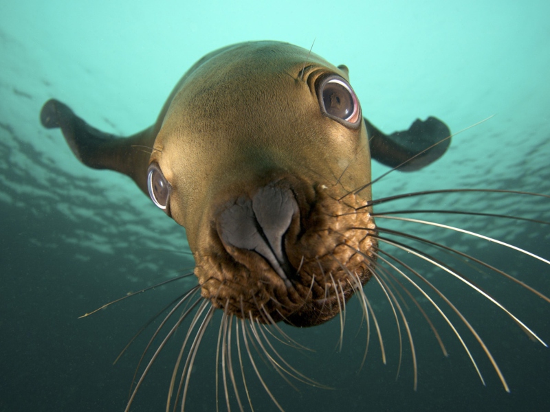 Seal Close Up screenshot #1 800x600