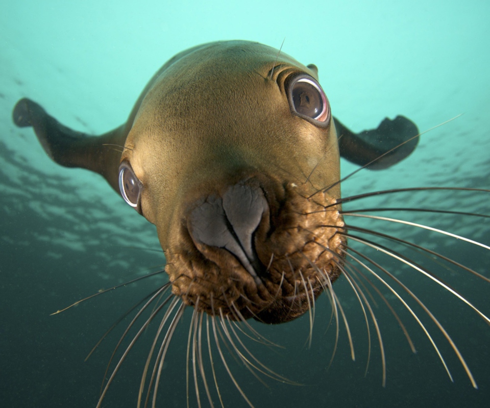 Das Seal Close Up Wallpaper 960x800