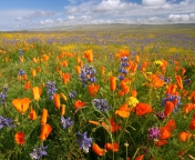 California Carrizo Plain screenshot #1 176x144