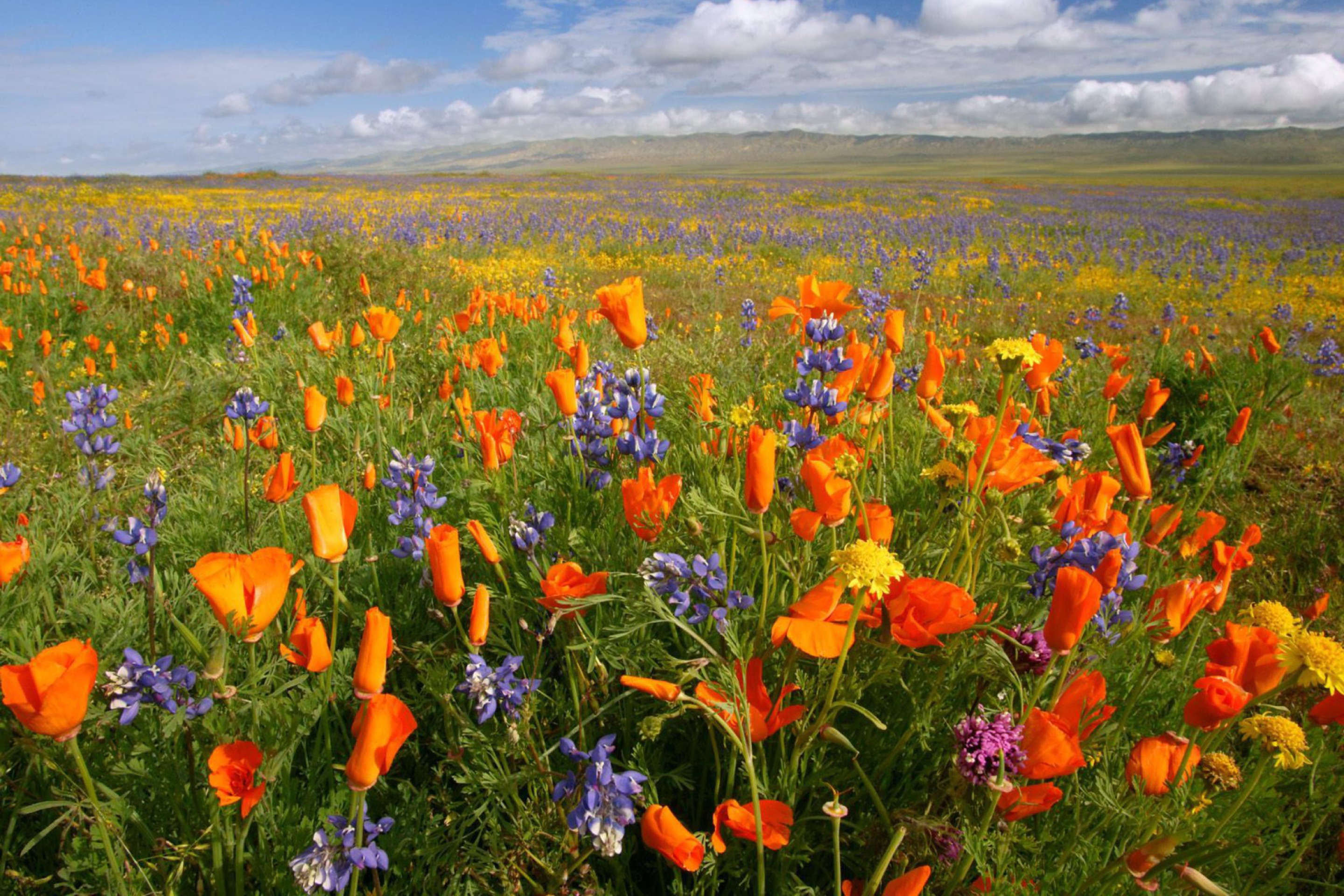 Sfondi California Carrizo Plain 2880x1920