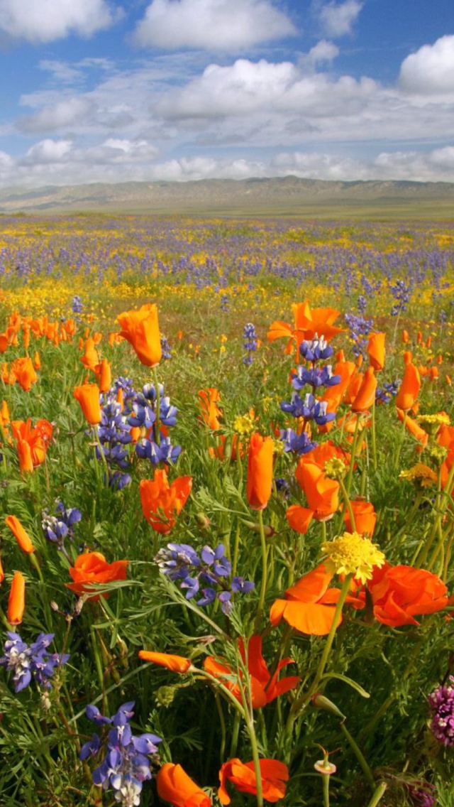 California Carrizo Plain screenshot #1 640x1136