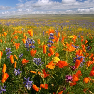 California Carrizo Plain - Fondos de pantalla gratis para iPad mini