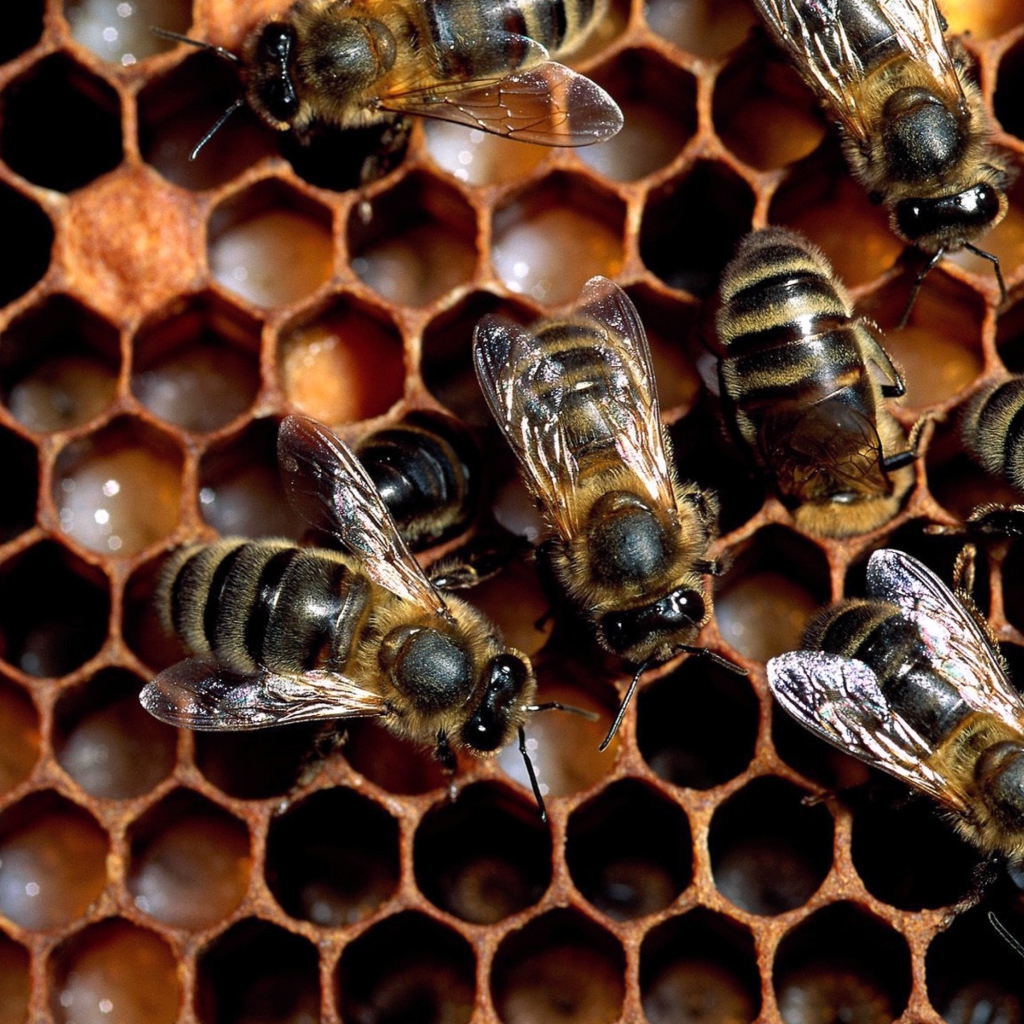 Das Bee Wallpaper 1024x1024