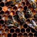 Bee wallpaper 128x128