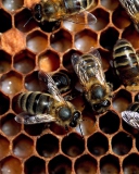 Bee wallpaper 128x160