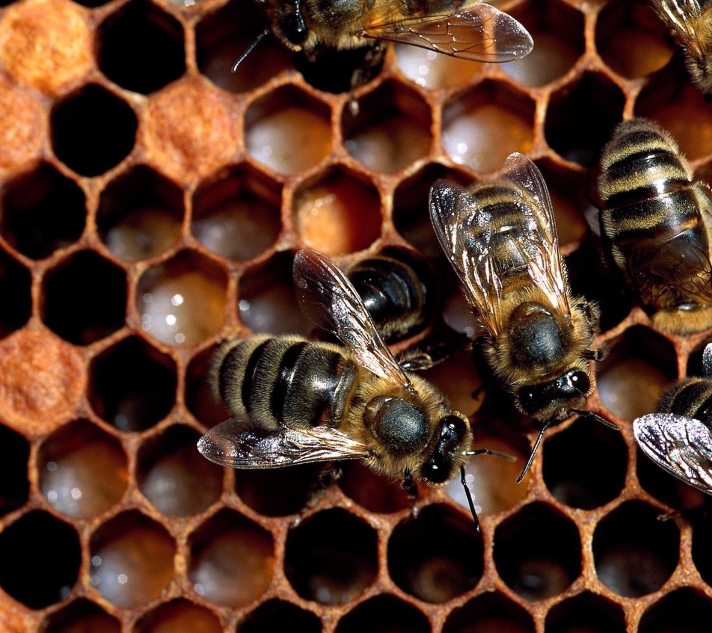Bee wallpaper 1440x1280
