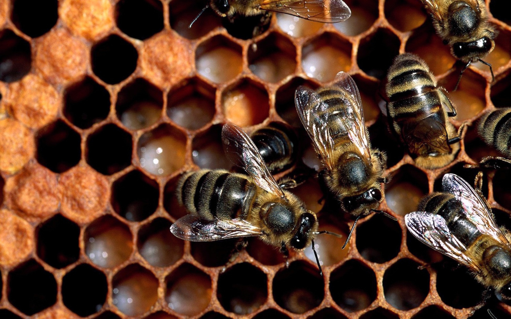 Bee wallpaper 1680x1050