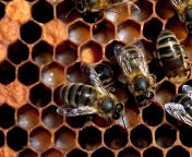 Sfondi Bee 176x144