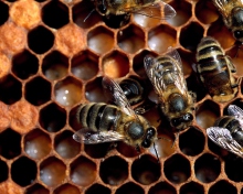 Bee wallpaper 220x176