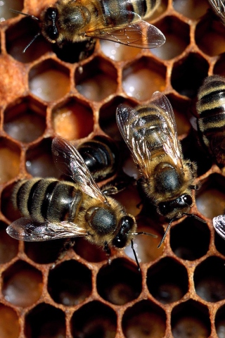 Bee wallpaper 320x480