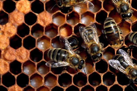 Bee wallpaper 480x320