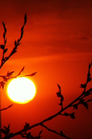 Das Red Sun Wallpaper 320x480