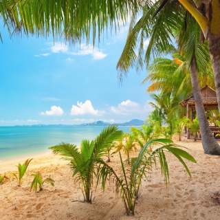 Palm Beach - Punta Cana sfondi gratuiti per 1024x1024