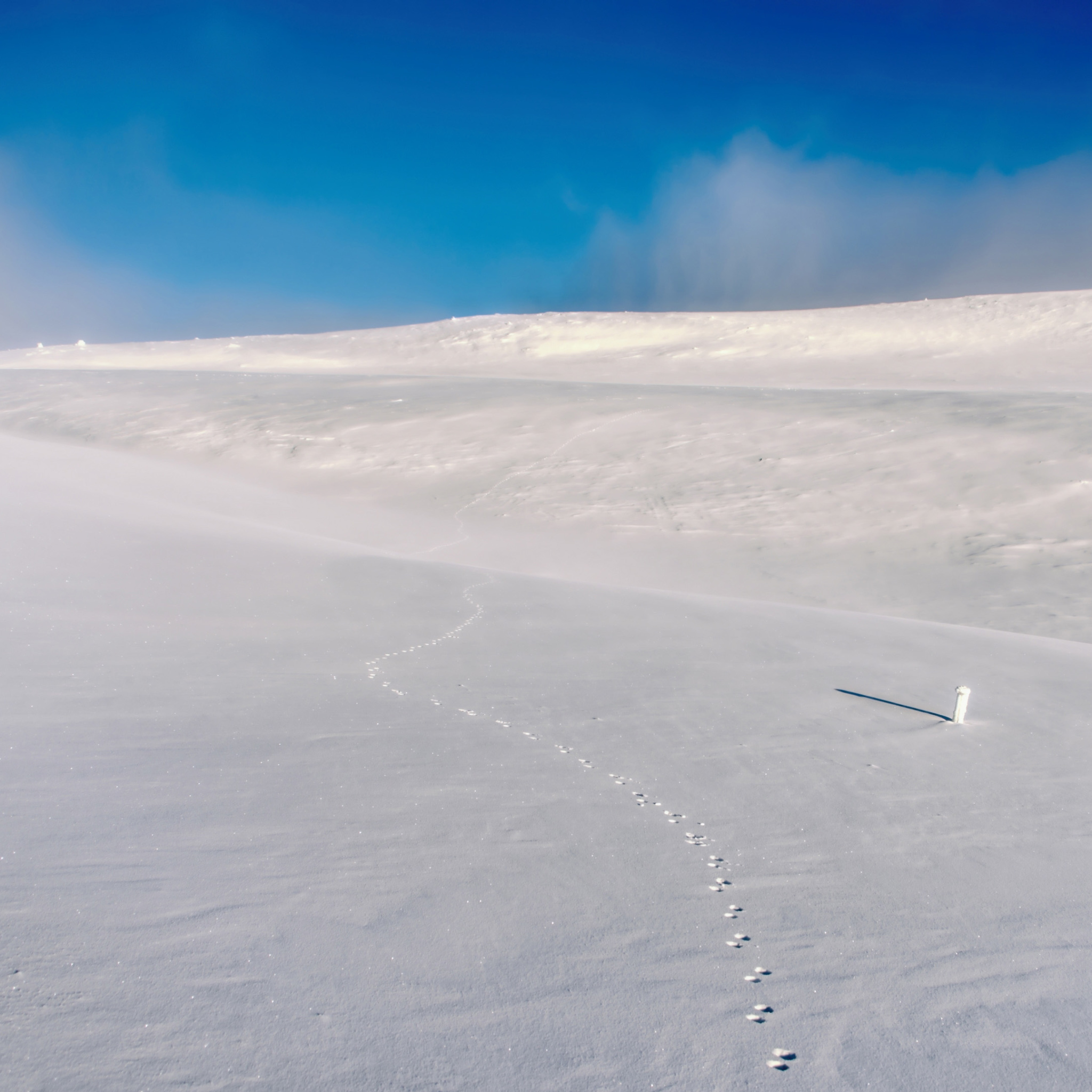 Das Footprints on snow field Wallpaper 2048x2048