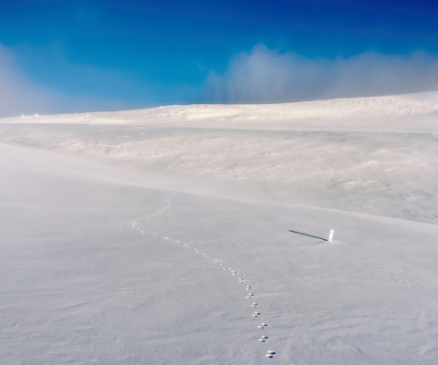 Sfondi Footprints on snow field 480x400