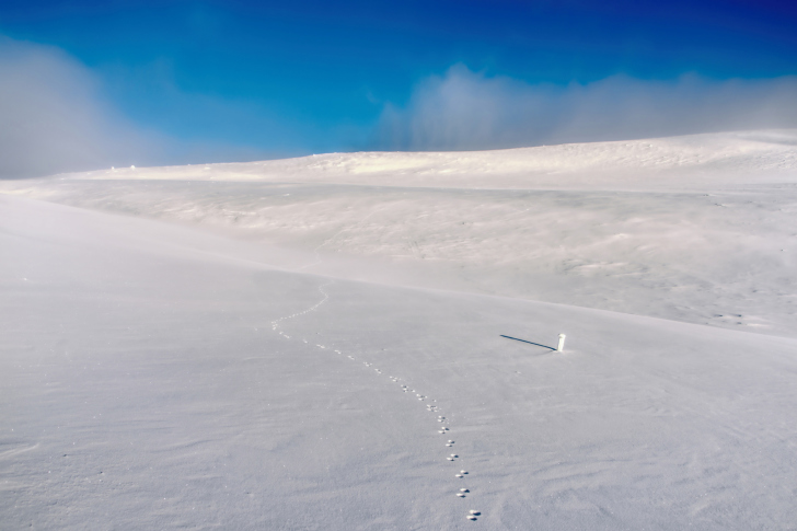 Das Footprints on snow field Wallpaper