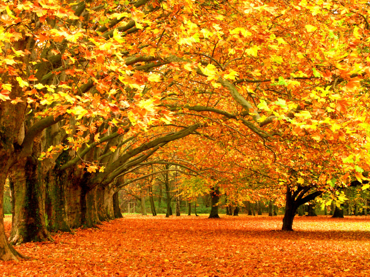 Обои Autumn Trees 1280x960