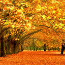 Das Autumn Trees Wallpaper 128x128