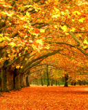 Das Autumn Trees Wallpaper 128x160