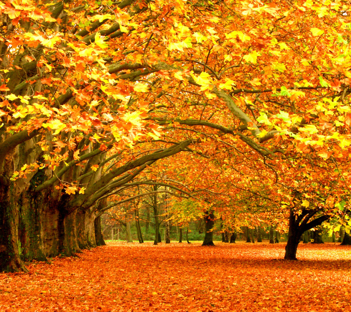 Das Autumn Trees Wallpaper 1440x1280