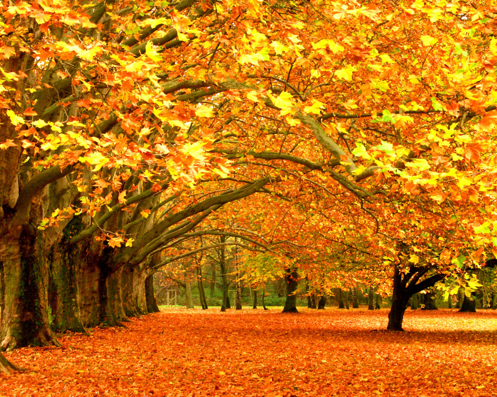 Обои Autumn Trees 1600x1280