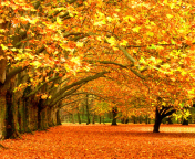 Autumn Trees wallpaper 176x144