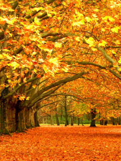 Das Autumn Trees Wallpaper 240x320