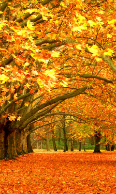 Das Autumn Trees Wallpaper 240x400