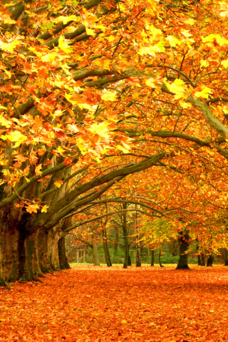 Das Autumn Trees Wallpaper 320x480