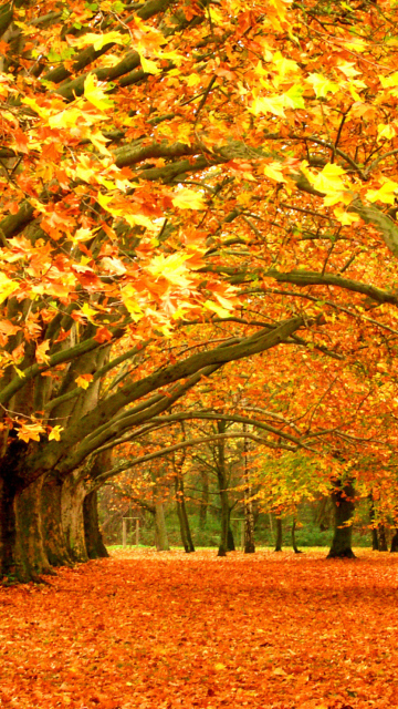 Das Autumn Trees Wallpaper 360x640