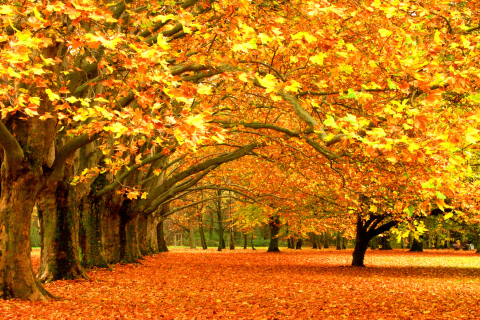 Das Autumn Trees Wallpaper 480x320