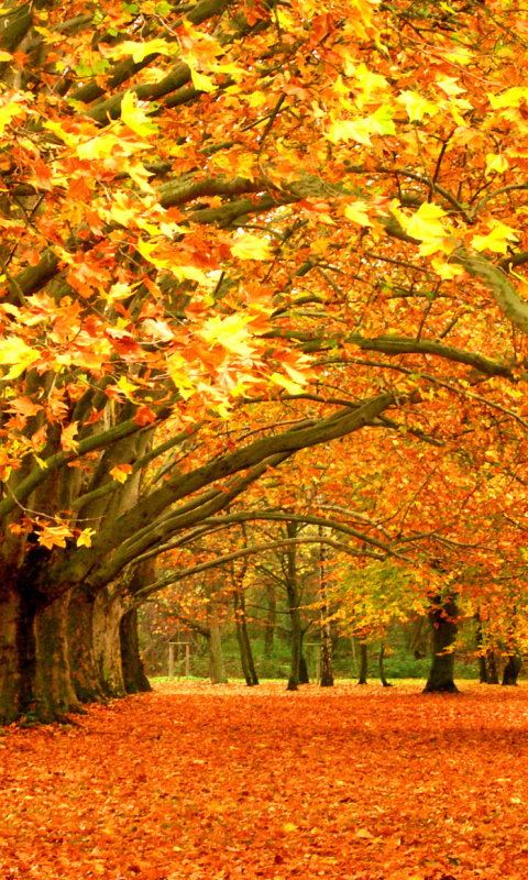 Обои Autumn Trees 480x800