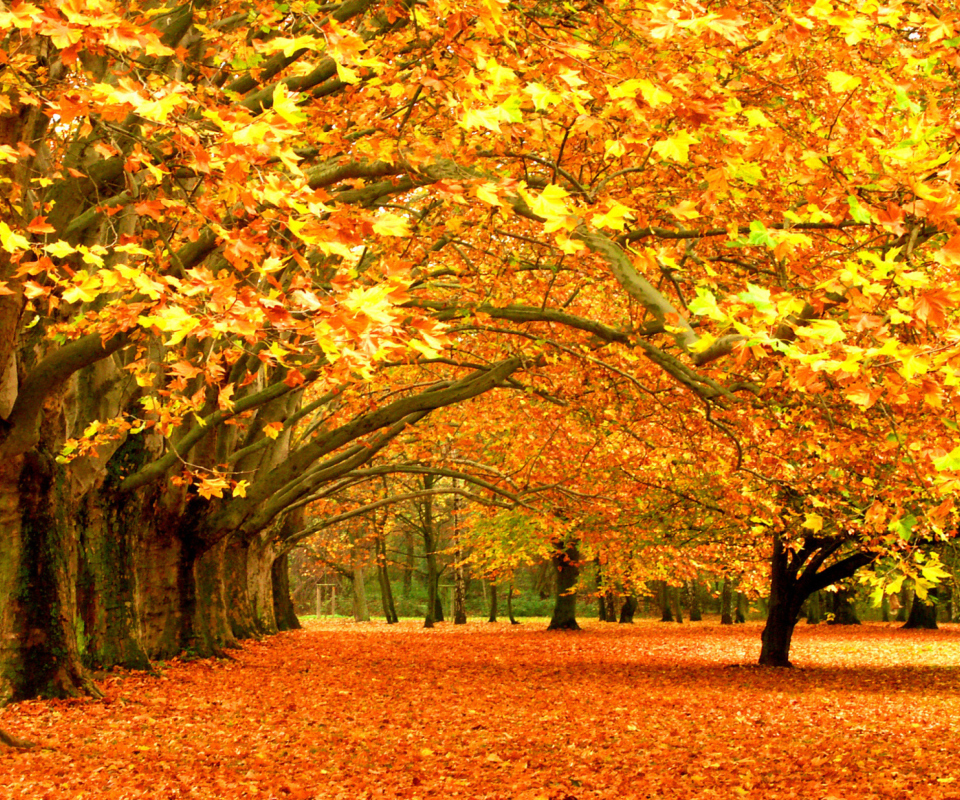 Das Autumn Trees Wallpaper 960x800