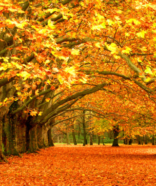 Kostenloses Autumn Trees Wallpaper für Nokia X1-00