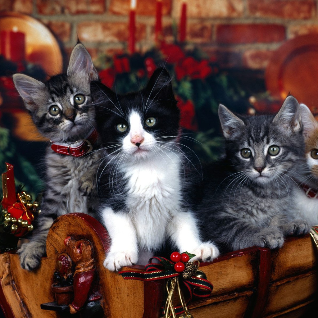 Christmas Cats wallpaper 1024x1024